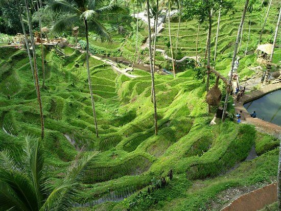 Alas Harum Bali