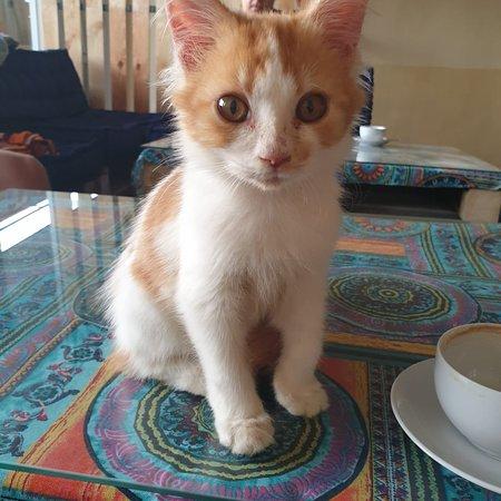 Cat Cafe Sanur