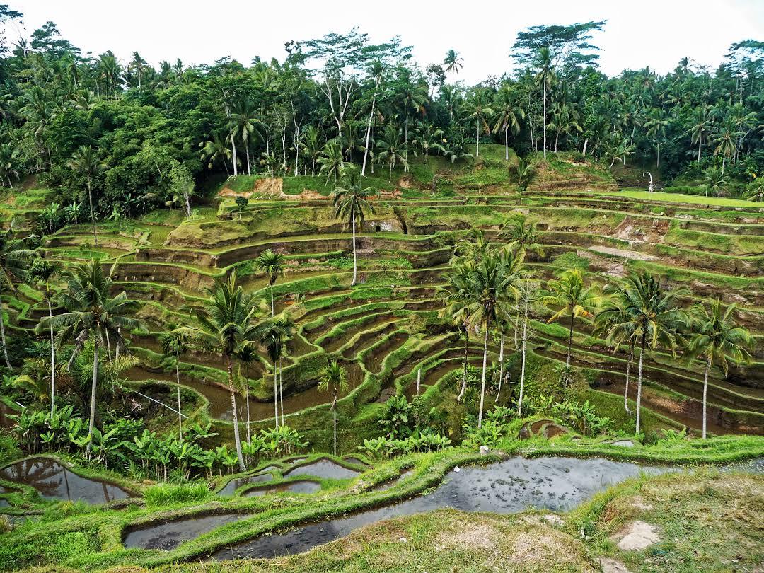 Tegallalang Rice Terrace