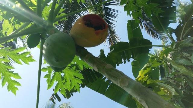 Koperasi Tani Bali Jagadhita