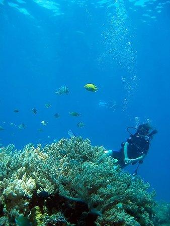 Reef Seen Divers' Resort