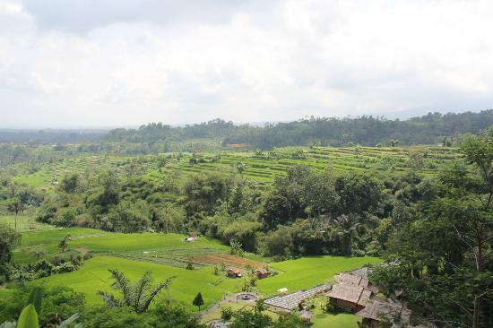 Labhagga Pacung
