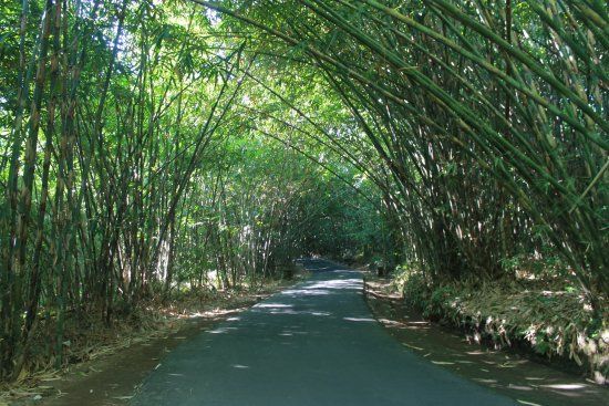 Bamboo Forest At Penglipuran Village