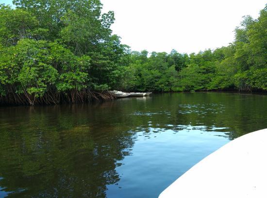 Warung Paradise mangrove forest
