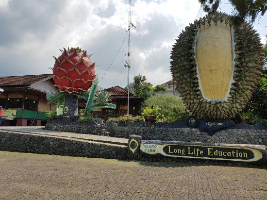 Warso Durian Farm